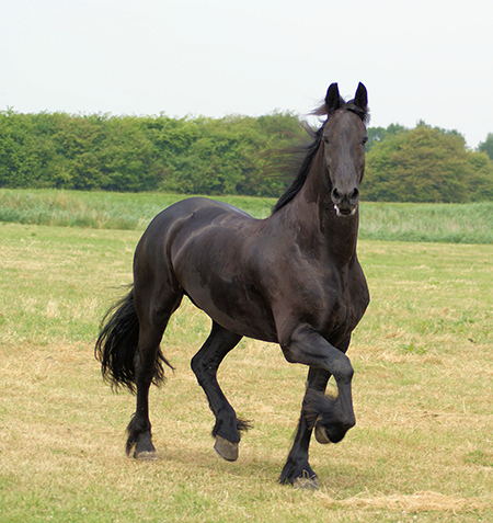 Voorganger bezig scheiden Paarden – Manege Den Draver